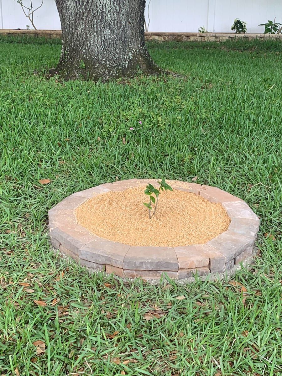 A small tree is growing out of a hole in the ground.