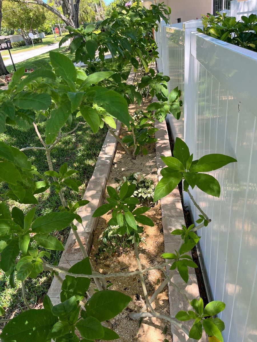 A row of plants growing next to a white fence.