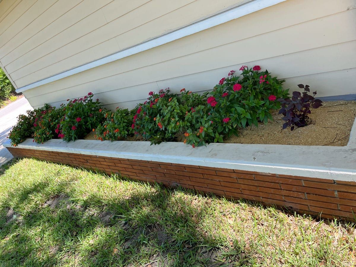 A row of flowers are growing on the side of a house.