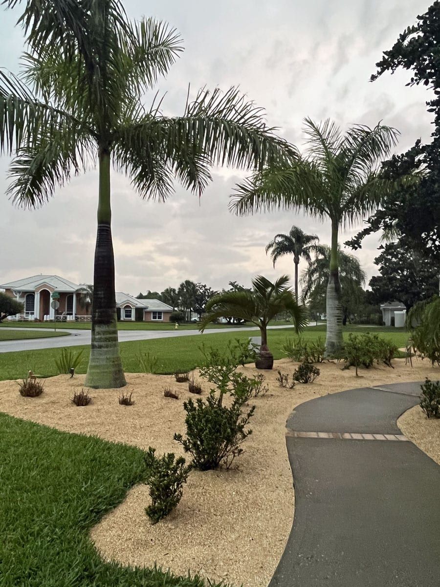 A palm tree is in the middle of a lush green field.
