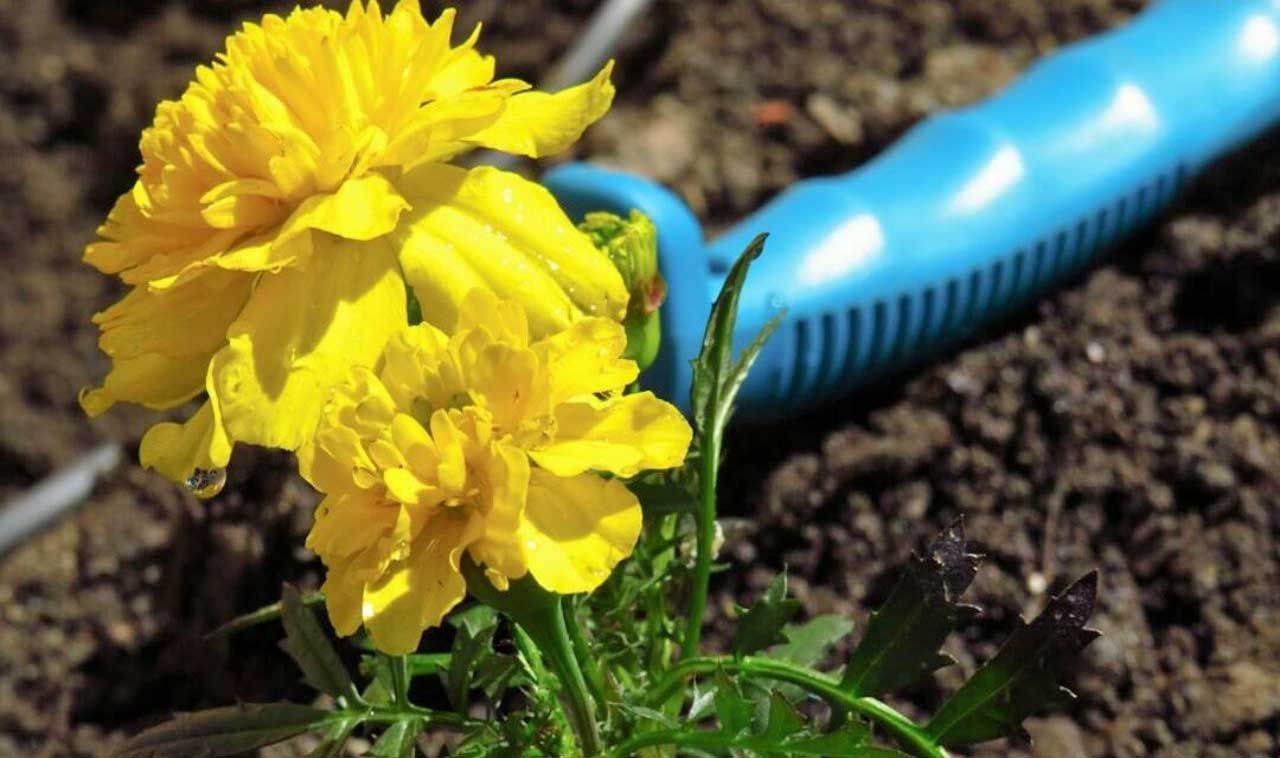 Yellow marigold flowers with green leaves and blue irrigation tubing on brown soil.