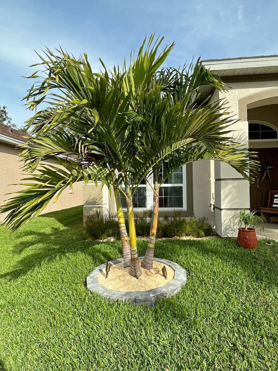A palm tree in the middle of a lush green lawn in front of a house.