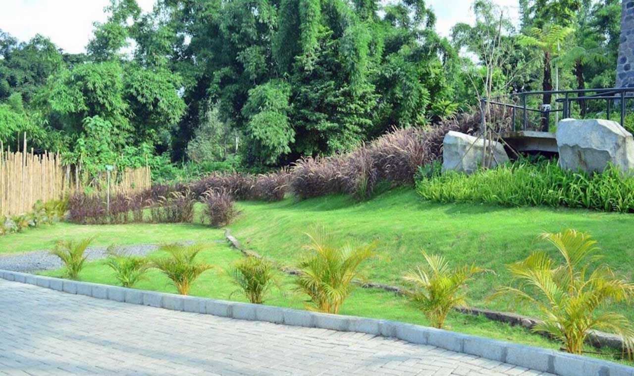 Simple, low-maintenance yard featuring grass, palms, and minimal plant beds.