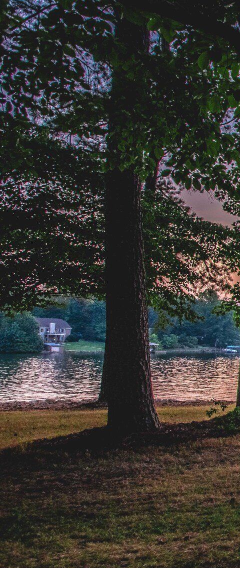 Tree in a shaded park by a sparkling lake at sunset