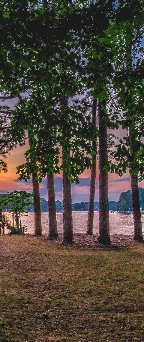 Trees by a calm lakeshore at sunset, with pink sky and a grassy foreground