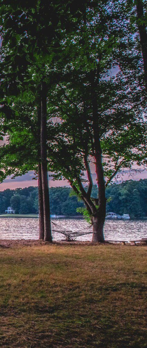 Trees by a lakeshore with water in the background and grassy ground in front