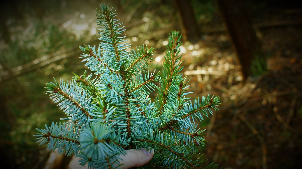 Zelf je kerstboom brandvertragend en brandwerend impregneren