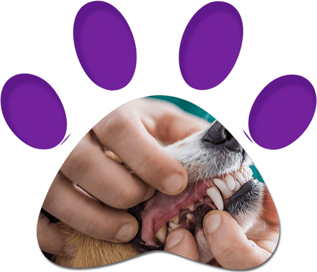 Examining Dog's Dental Health — Penrith, NSW — Orchard Hills Veterinary Hospital Examining Dog's Dental Health — Penrith, NSW — Orchard Hills Veterinary Hospital