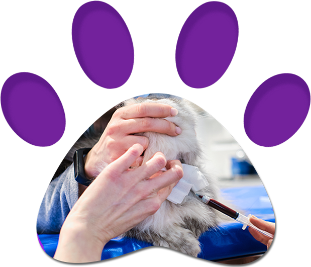 Blood Drawn For Analysis Examination — Penrith, NSW — Orchard Hills Veterinary Hospital Blood Drawn For Analysis Examination — Penrith, NSW — Orchard Hills Veterinary Hospital
