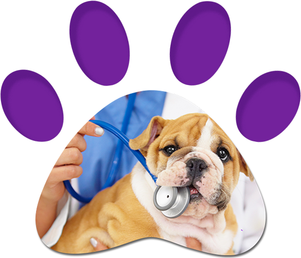 Vet Checking The Bulldog Puppy's Heartbeat — Penrith, NSW — Orchard Hills Veterinary Hospital Vet Checking The Bulldog Puppy's Heartbeat — Penrith, NSW — Orchard Hills Veterinary Hospital