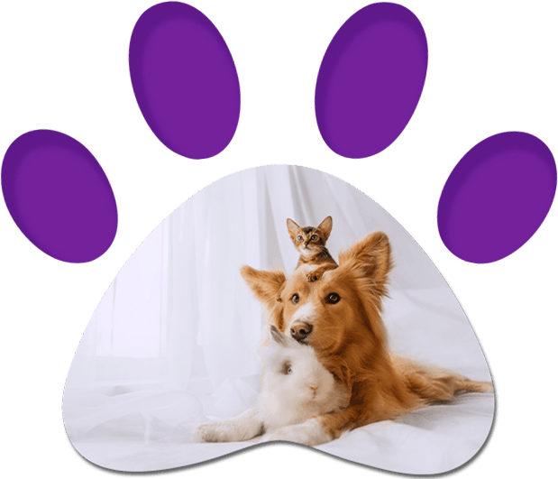 Dog, Cat & Rabbit — Penrith, NSW — Orchard Hills Veterinary Hospital Dog, Cat & Rabbit — Penrith, NSW — Orchard Hills Veterinary Hospital