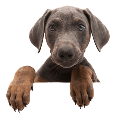 Weimaraner Dog — Penrith, NSW — Orchard Hills Veterinary Hospital Weimaraner Dog — Penrith, NSW — Orchard Hills Veterinary Hospital