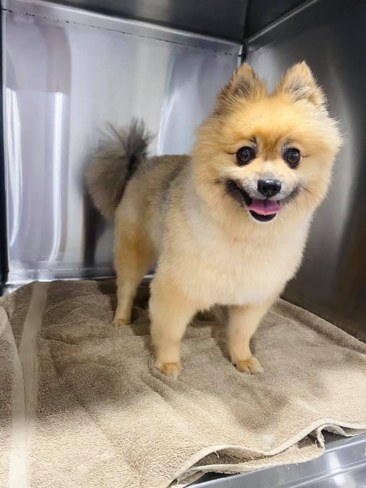 Happy Dog — Penrith, NSW — Orchard Hills Veterinary Hospital