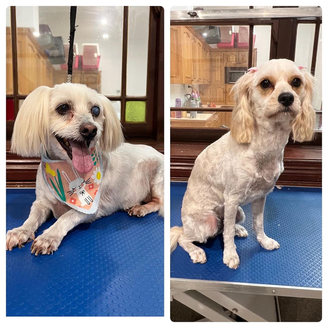 Pet Grooming Services — Penrith, NSW — Orchard Hills Veterinary Hospital Pet Grooming Services — Penrith, NSW — Orchard Hills Veterinary Hospital