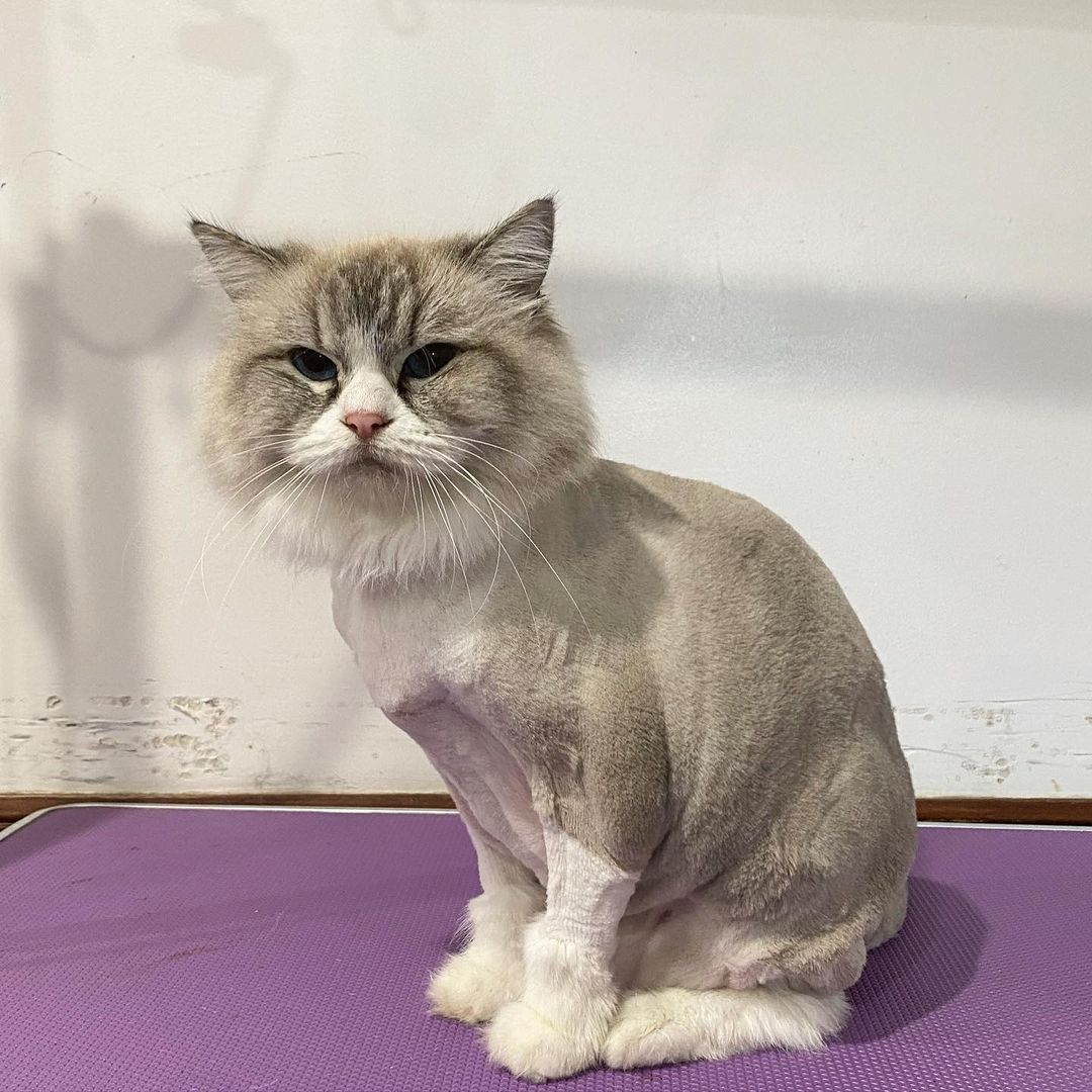 Gray Cat — Penrith, NSW — Orchard Hills Veterinary Hospital