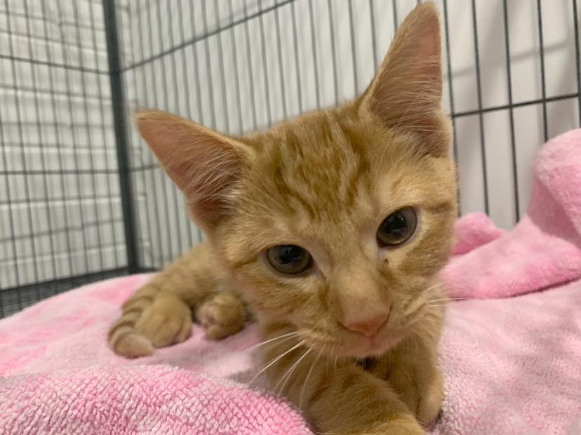 Orange Cat — Penrith, NSW — Orchard Hills Veterinary Hospital