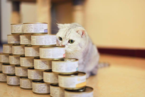Cat With Can Foods — Penrith, NSW — Orchard Hills Veterinary Hospital
