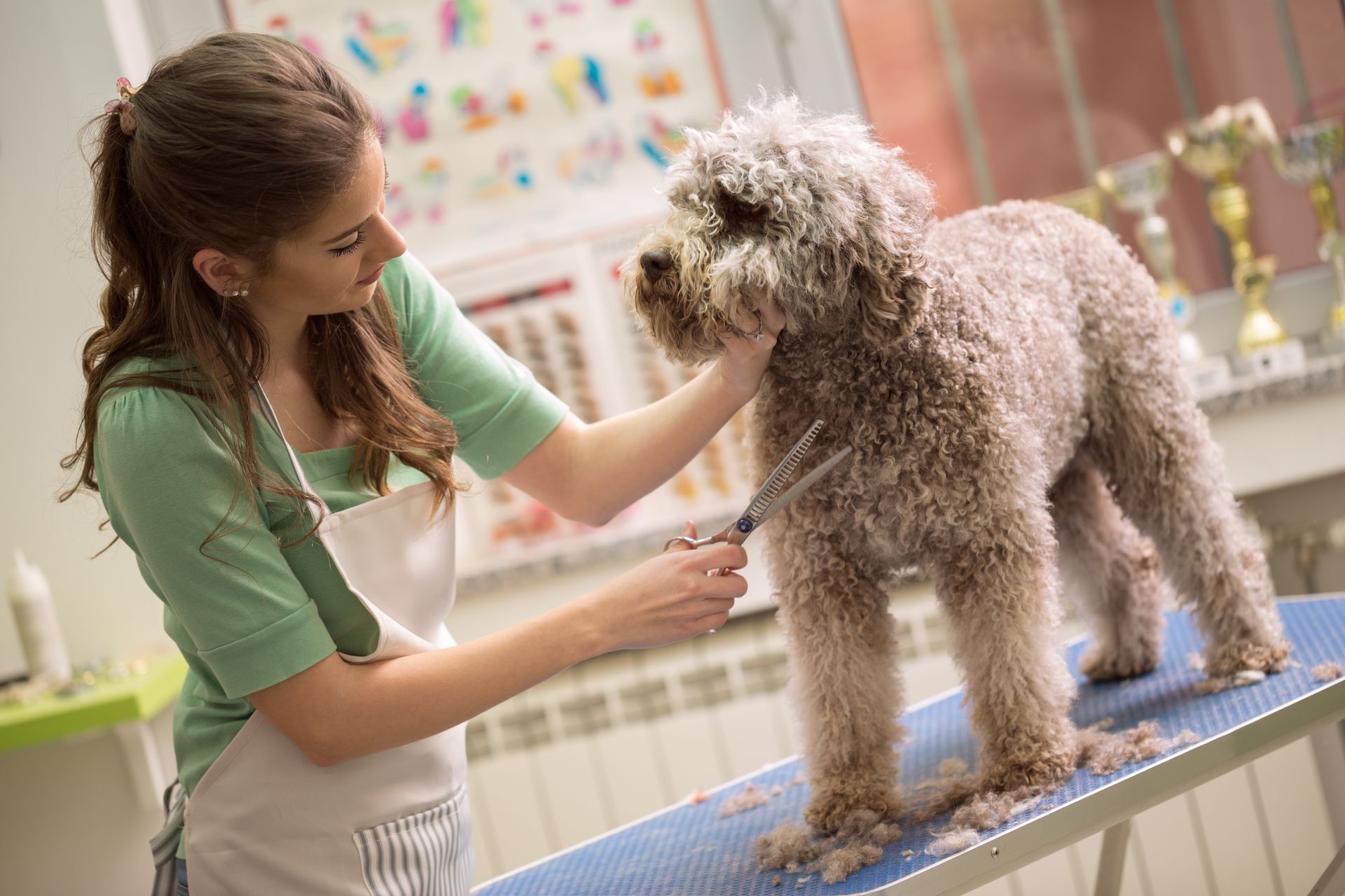 Dog, Cat & Rabbit — Penrith, NSW — Orchard Hills Veterinary Hospital Dog, Cat & Rabbit — Penrith, NSW — Orchard Hills Veterinary Hospital