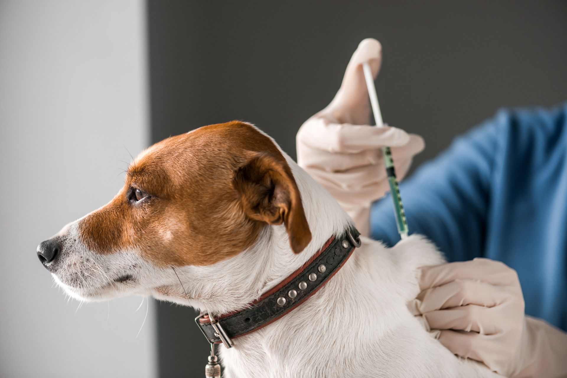 A dog is getting vaccinated.