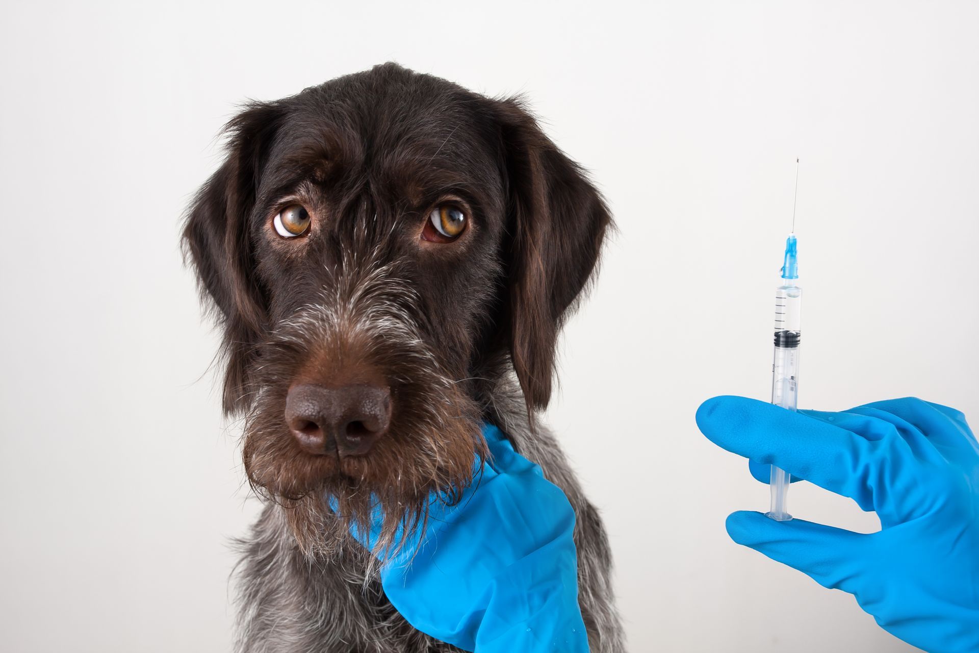 A dog is about to be vaccinated.