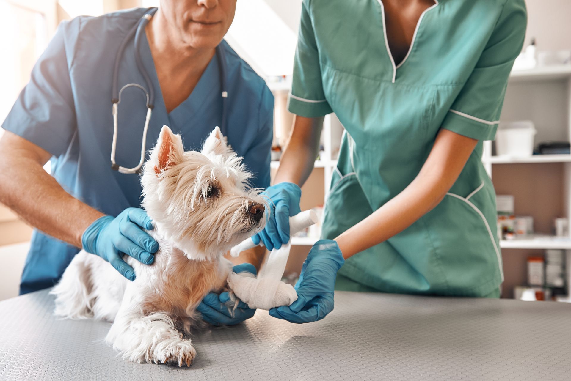 Two veterinarians in scrubs bandaging a paw of a small dog lying on the table at a vet clinic.