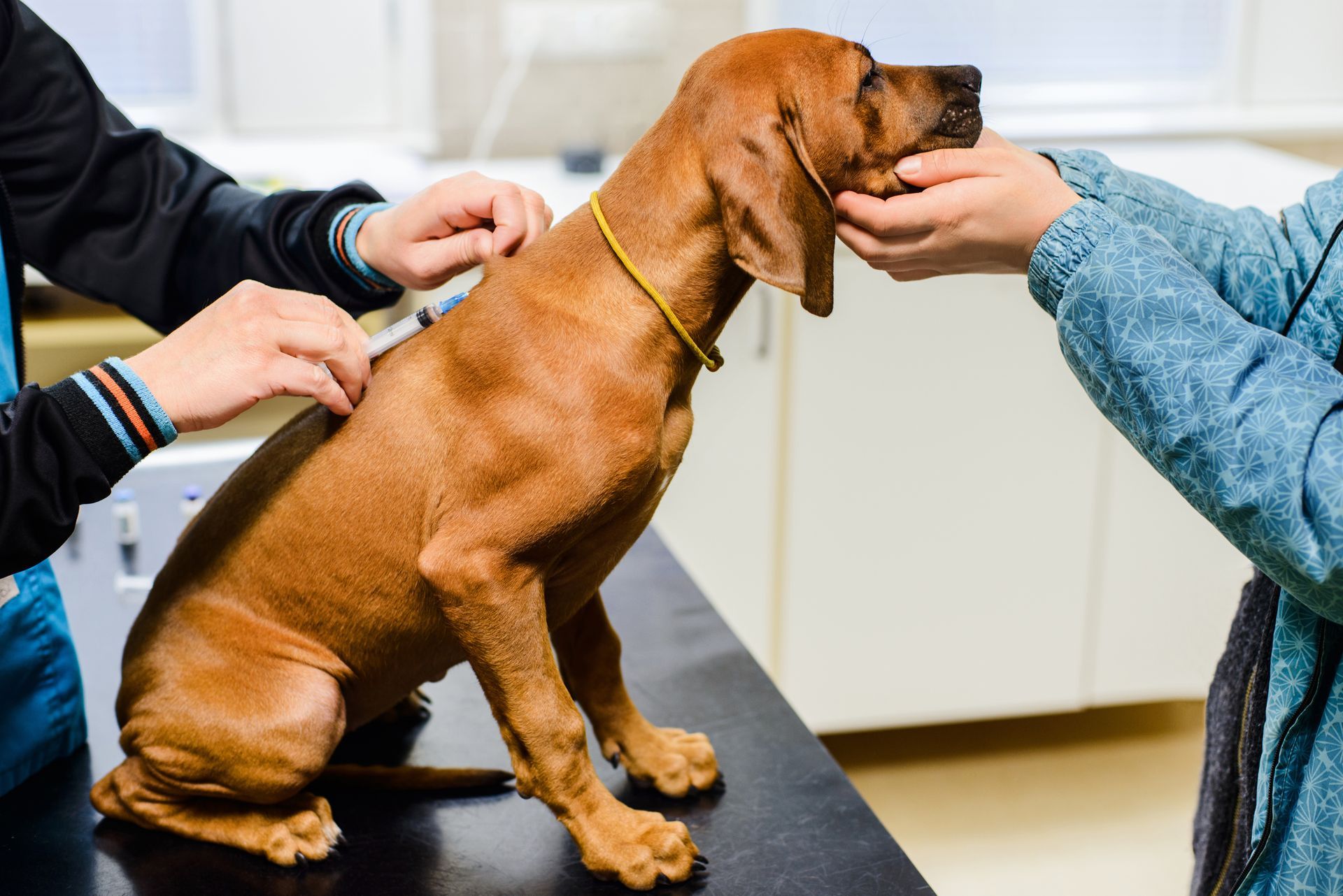 A dog is getting vaccinated.