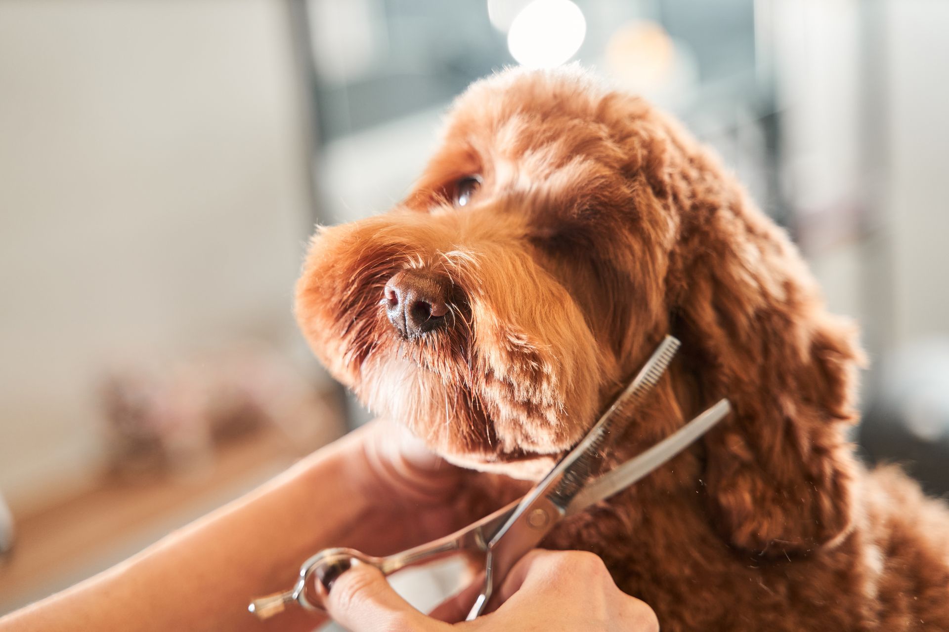 A close-up of a groomer holding hair-cutting tools near a dog’s muzzle.