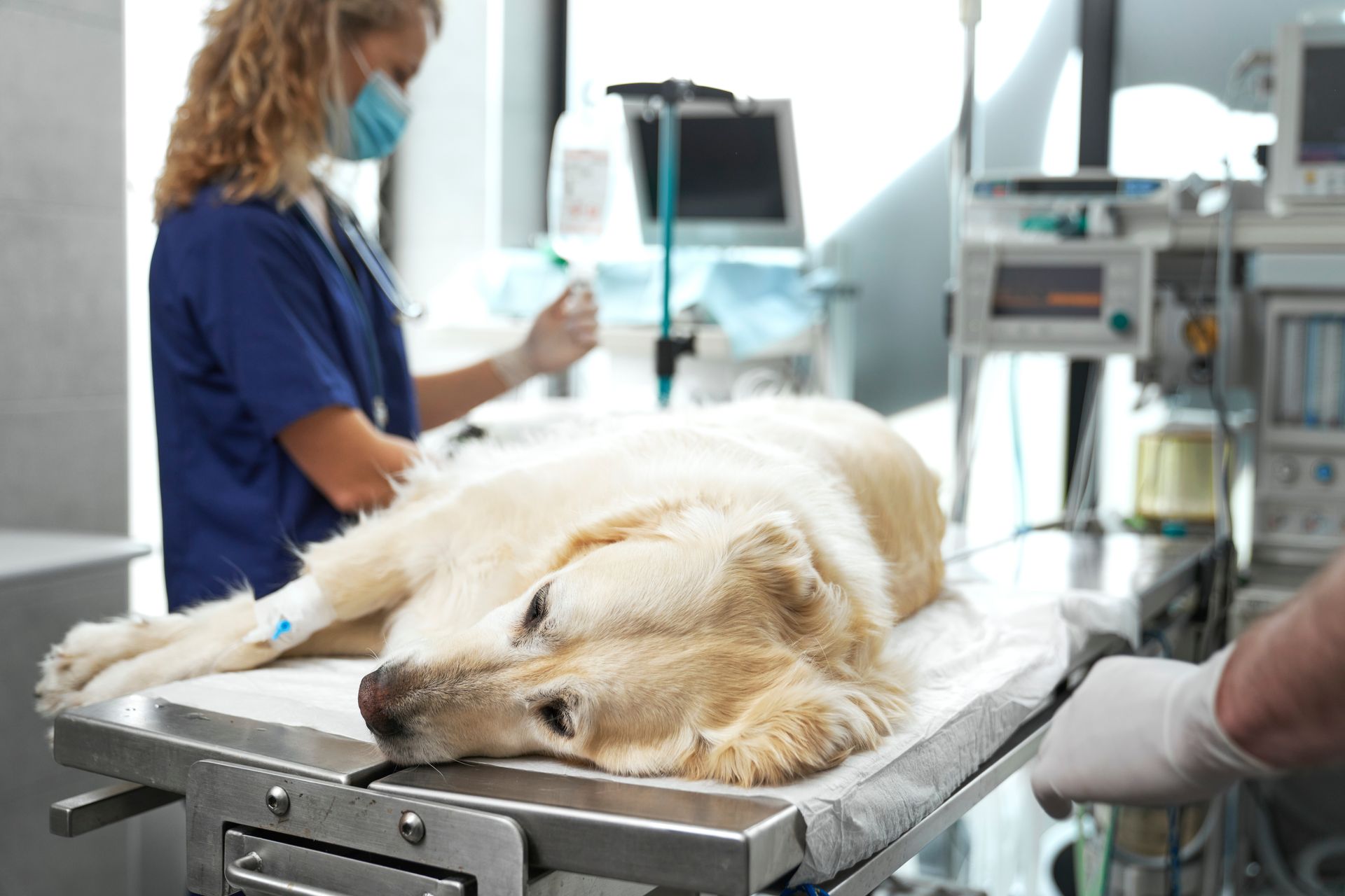 A medicated dog lying on an operating table at a clinic while veterinarians check its vitals.