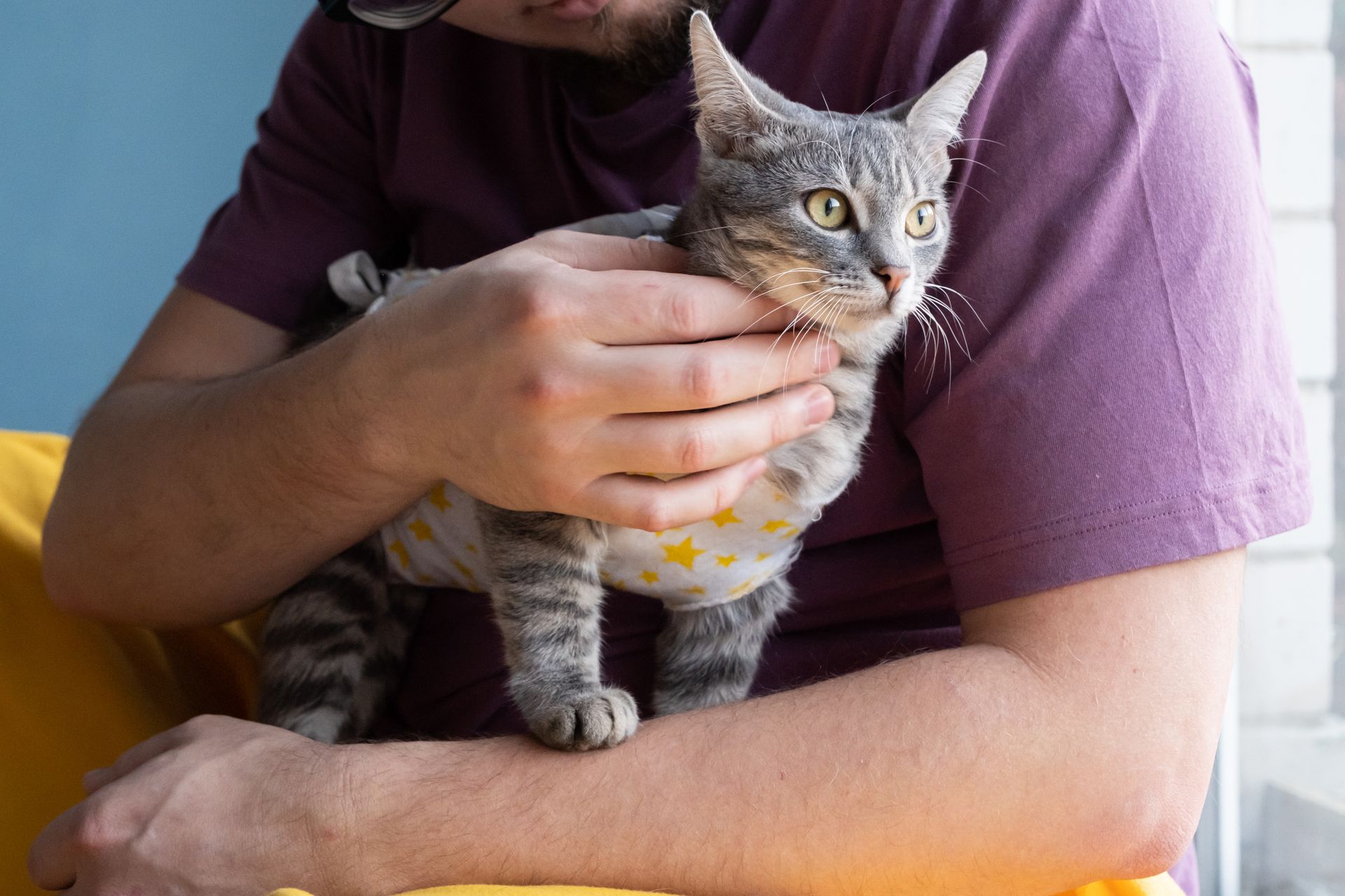 Adorable kitty portrait in a special suit, bandaged & recovering after surgery