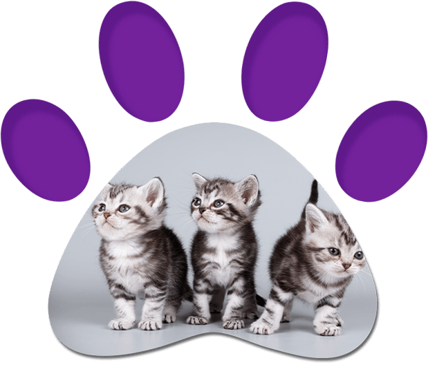 Cute Kittens — Penrith, NSW — Orchard Hills Veterinary Hospital Cute Kittens — Penrith, NSW — Orchard Hills Veterinary Hospital