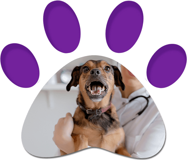Female Vet With Dog — Penrith, NSW — Orchard Hills Veterinary Hospital Female Vet With Dog — Penrith, NSW — Orchard Hills Veterinary Hospital