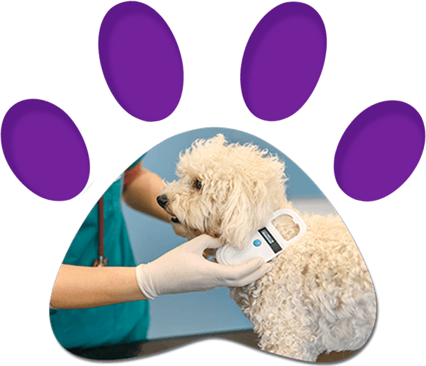 Veterinarian Scanning Dog's Chip — Penrith, NSW — Orchard Hills Veterinary Hospital Veterinarian Scanning Dog's Chip — Penrith, NSW — Orchard Hills Veterinary Hospital