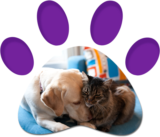 Dog & Cat Cuddling Together — Penrith, NSW — Orchard Hills Veterinary Hospital Dog & Cat Cuddling Together — Penrith, NSW — Orchard Hills Veterinary Hospital