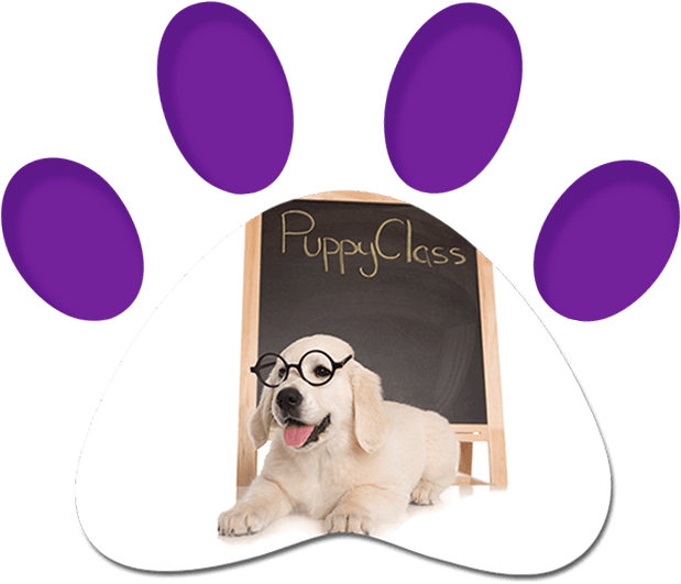 Puppy Class — Penrith, NSW — Orchard Hills Veterinary Hospital Puppy Class — Penrith, NSW — Orchard Hills Veterinary Hospital