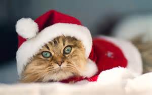 Santa Cat — Penrith, NSW — Orchard Hills Veterinary Hospital