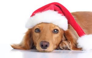 Santa Dog — Penrith, NSW — Orchard Hills Veterinary Hospital