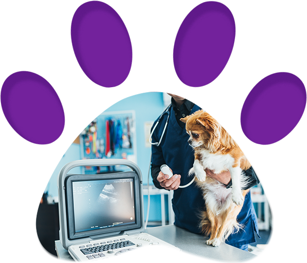 Veterinarian Doing Ultrasound — Penrith, NSW — Orchard Hills Veterinary Hospital Veterinarian Doing Ultrasound — Penrith, NSW — Orchard Hills Veterinary Hospital