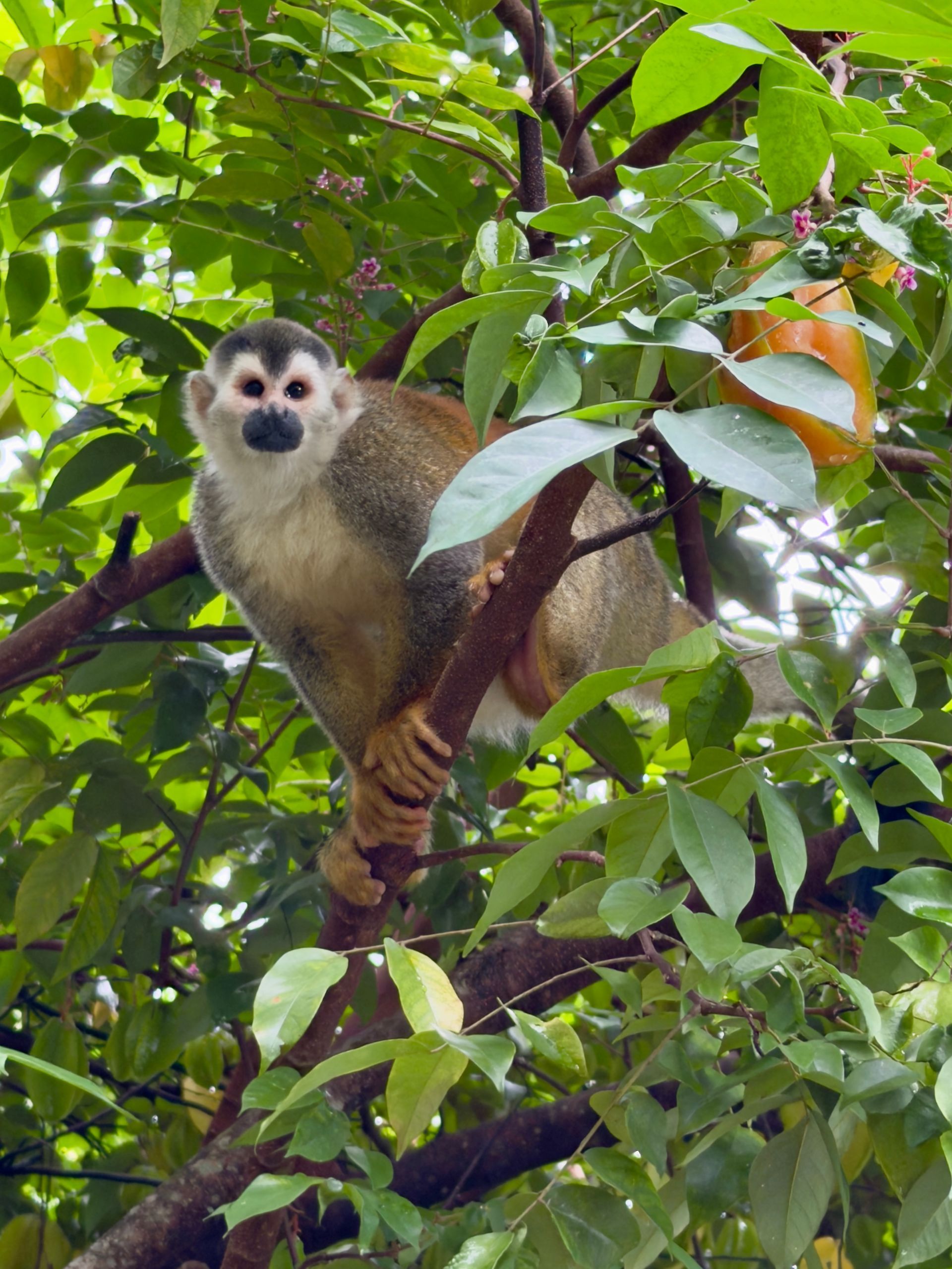 vacation rental with convenient access to the Manuel Antonio National park and beaches, wildlife spotting, bird spotting