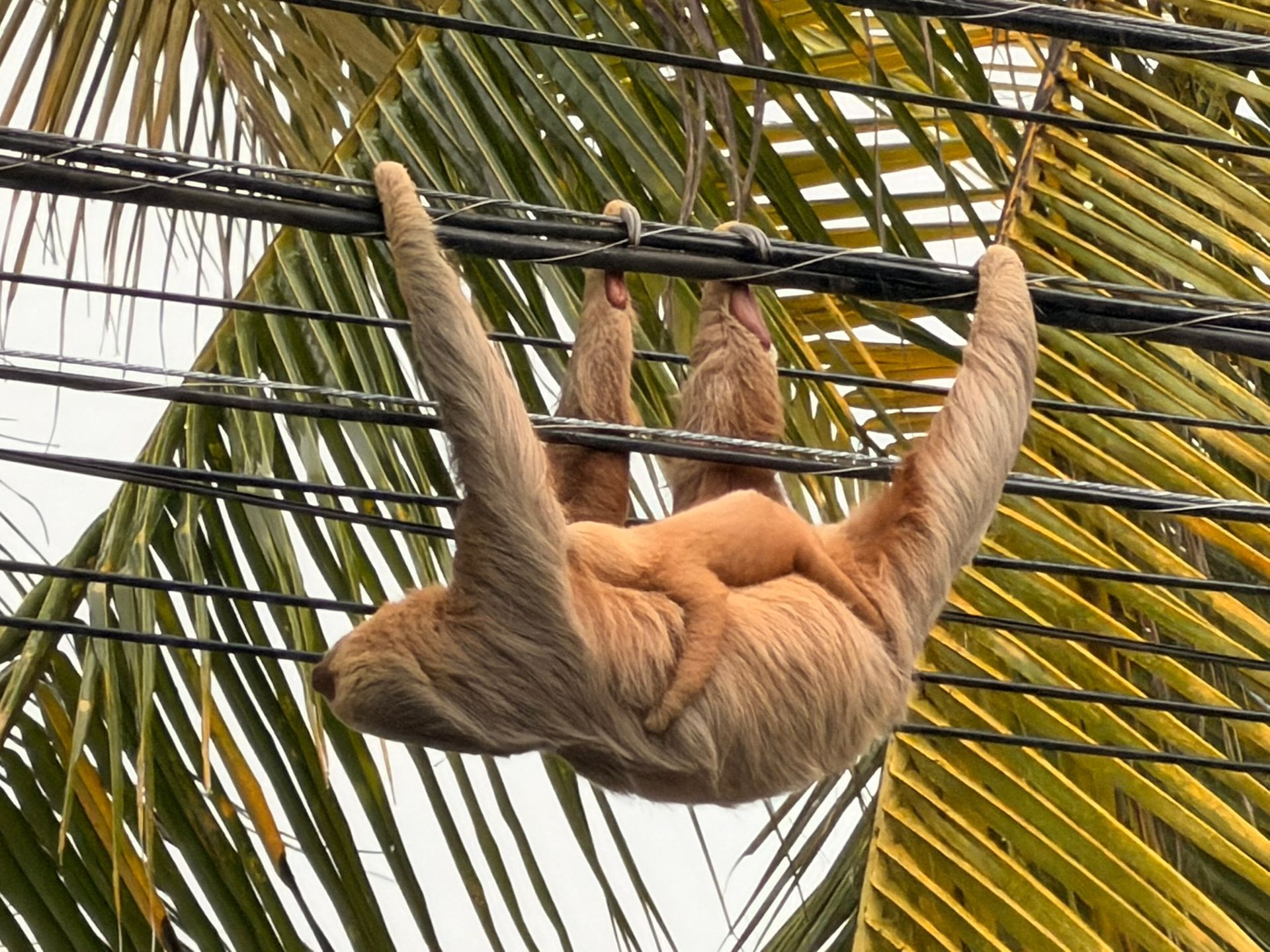 Vacation rental place in Manuel Antonio Costa Rica where you can spot wildlife in and around your garden