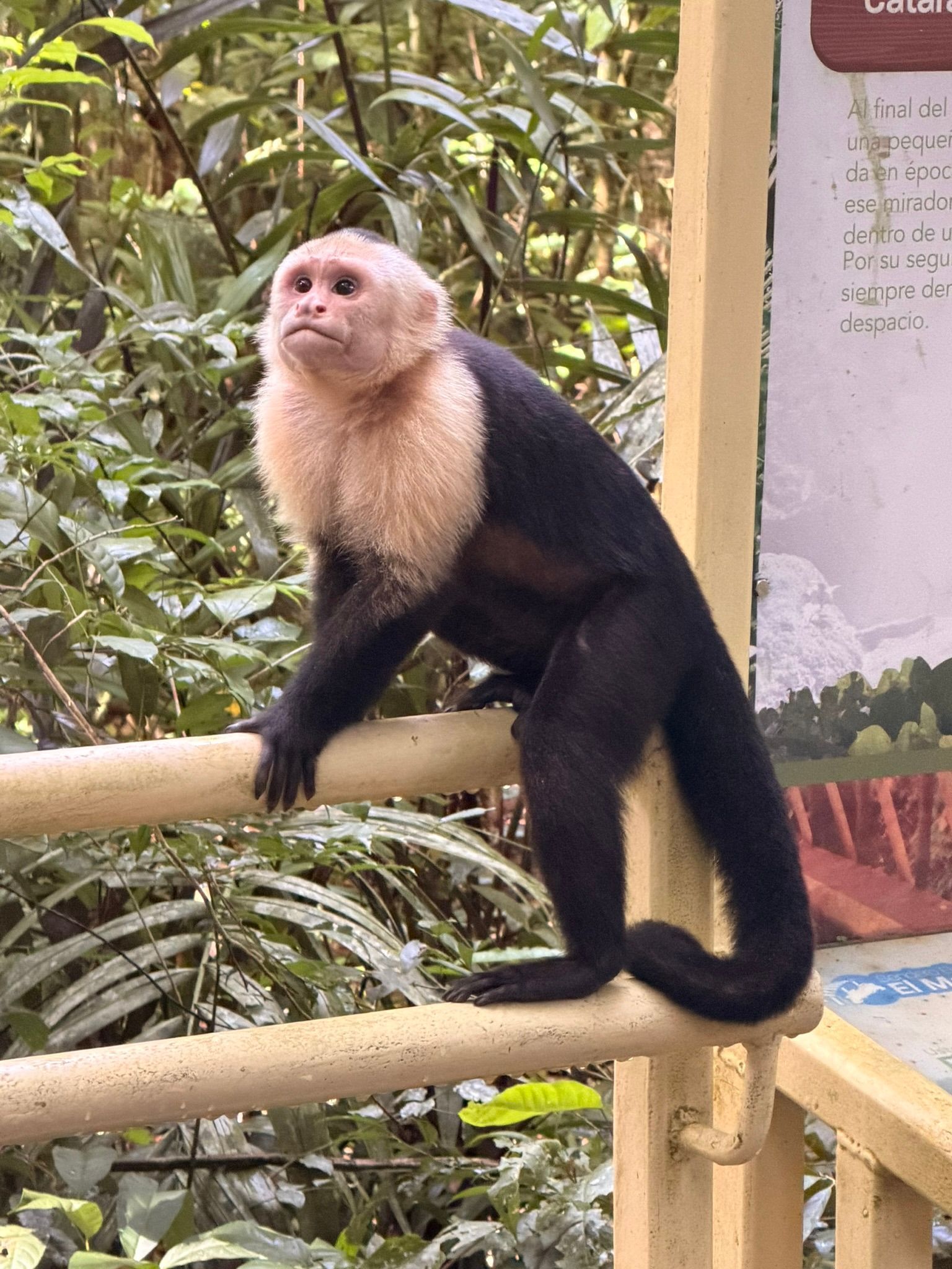 vacation home close to the Manuel Antonio national park, perfect for wildlife spotting and bird watching