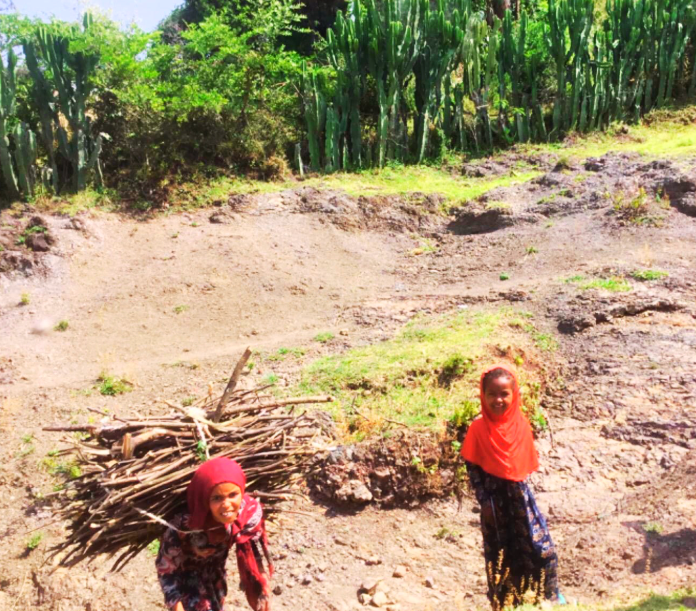 Two people carrying firewood on a hillside, green plants in the background.