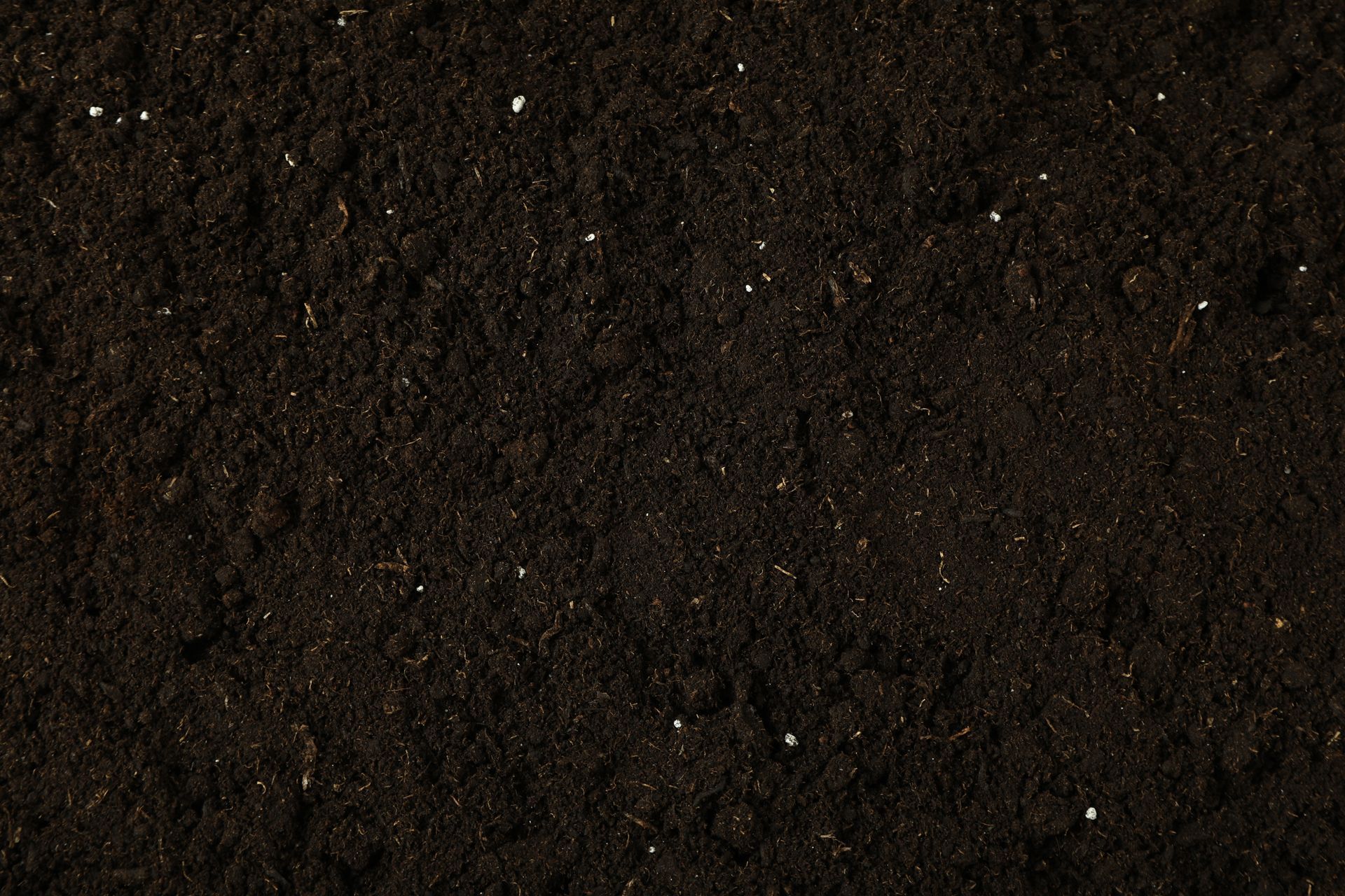 A close-up, top-down view of dark, moist soil with small, scattered white particles throughout the texture.