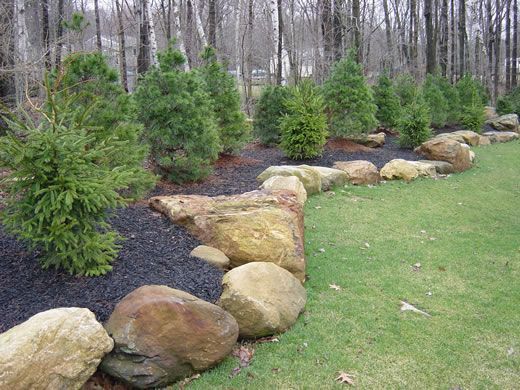 Large landscape boulders edge a garden bed filled with black mulch, young evergreen trees, and a green grass lawn.