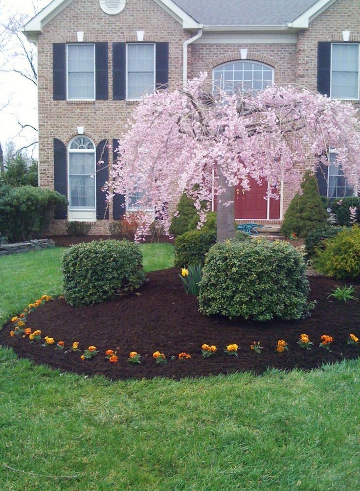 A brick house with a weeping cherry tree in full pink bloom, fronted by a dark-mulched garden bed with small orange flowers.
