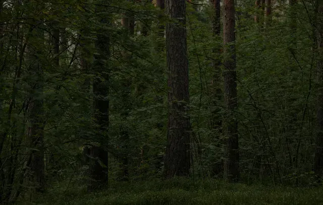 Floresta verde-escura com árvores altas e vegetação rasteira densa.