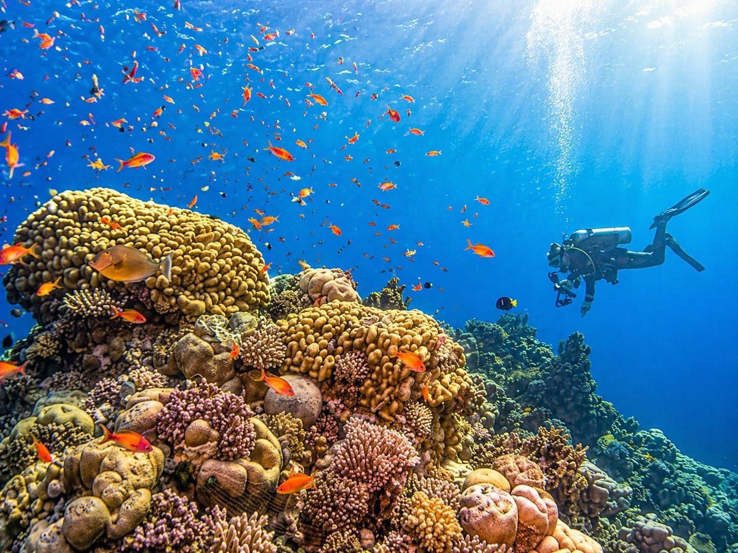White Island Diving Trip