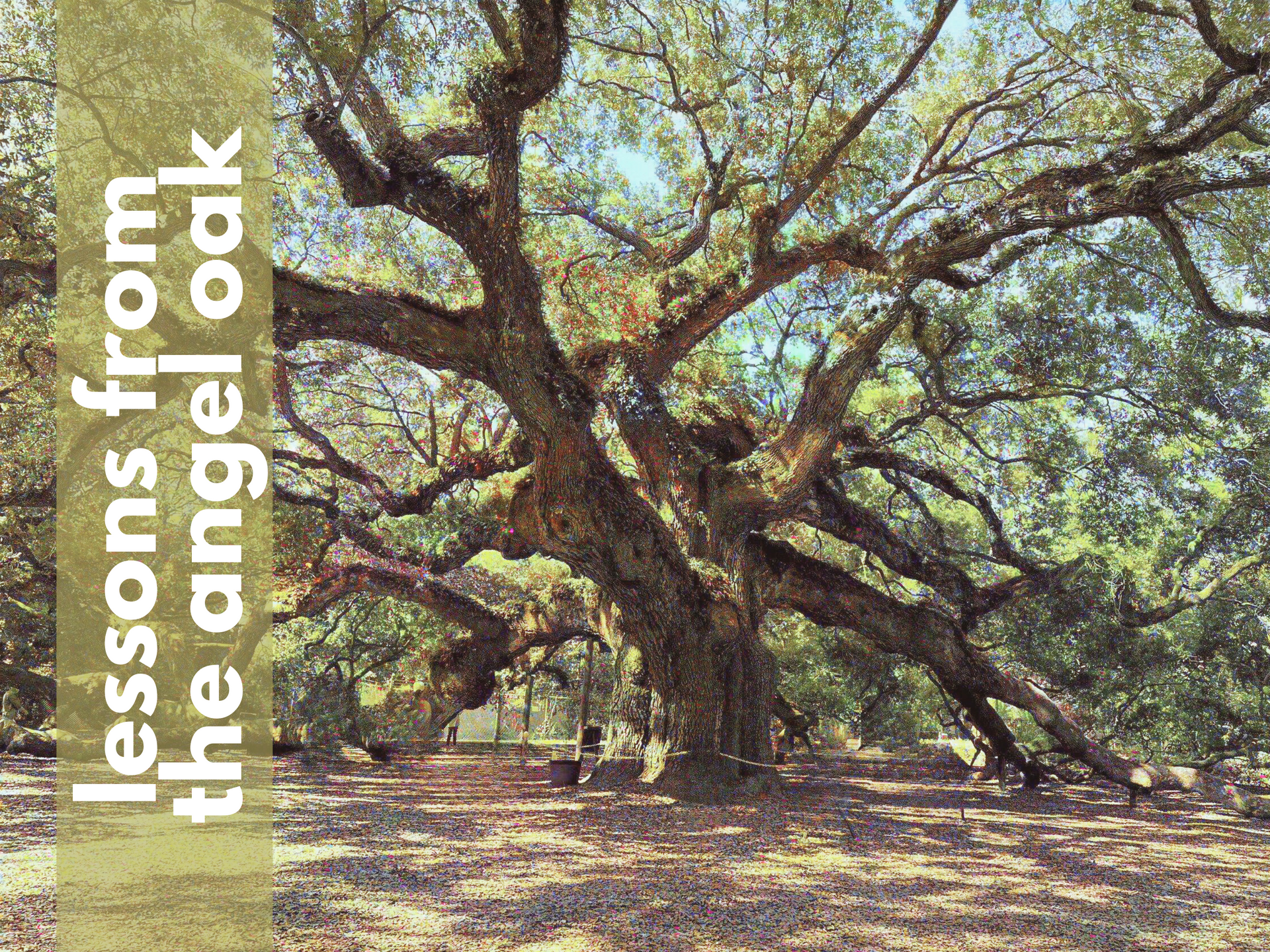 St Johns Episcopal Church, 3673 Maybank Hwy, Johns Island, SC 29455, Angel Oak