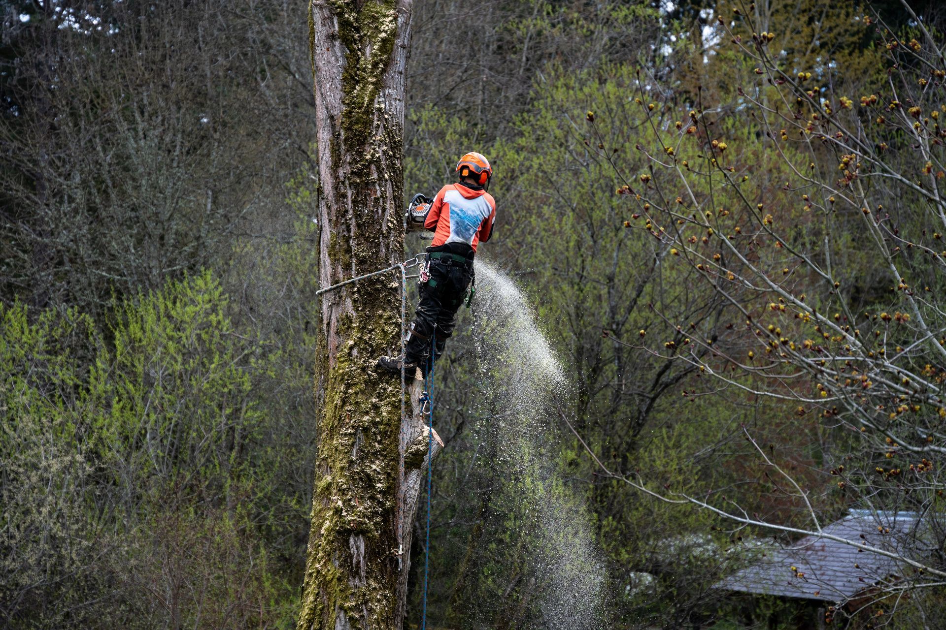 An arborist with a climbing rope and protection gear is cutting a tree trunk with a chainsaw.