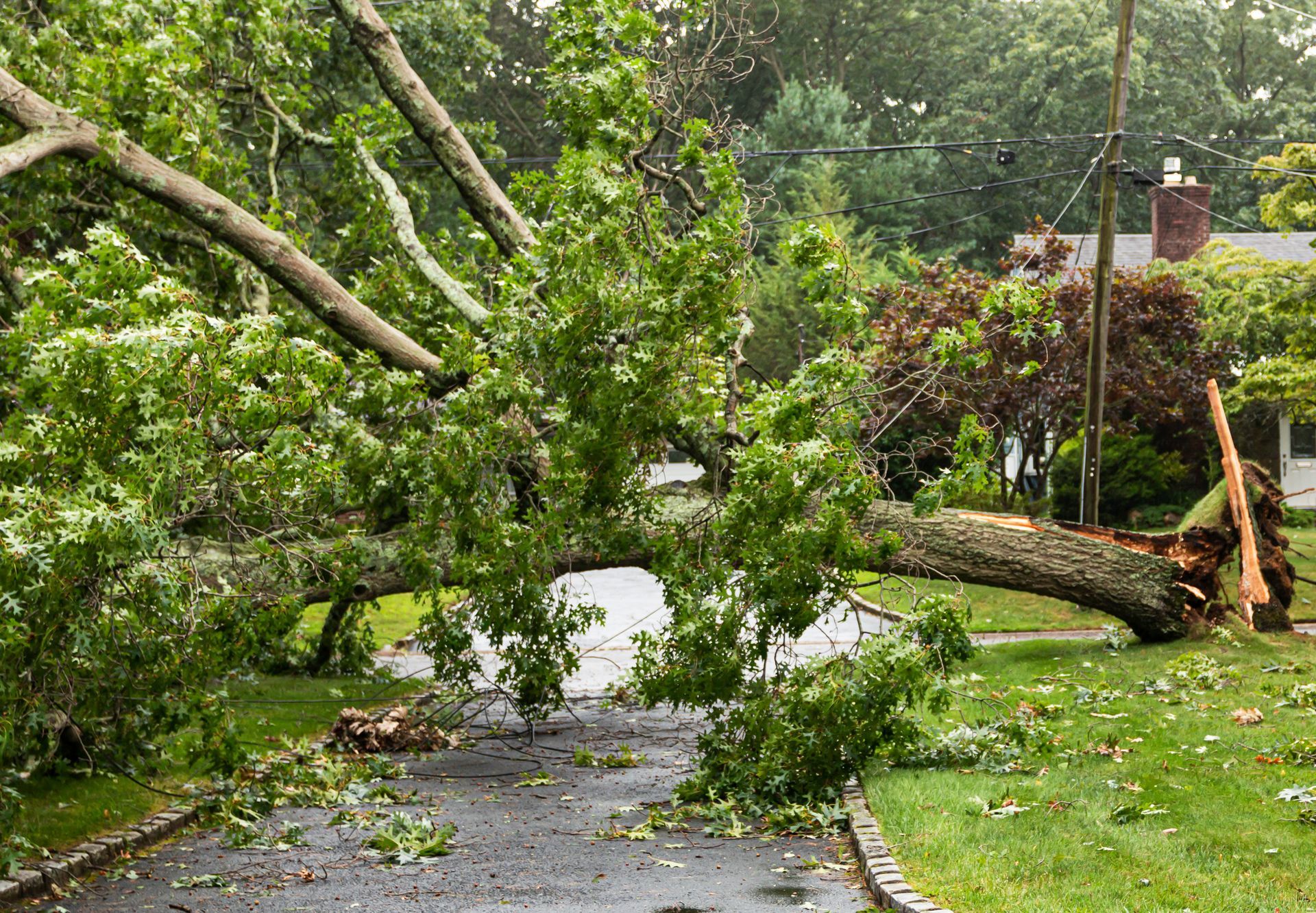 A fallen tree takes wires down with it during a storm.