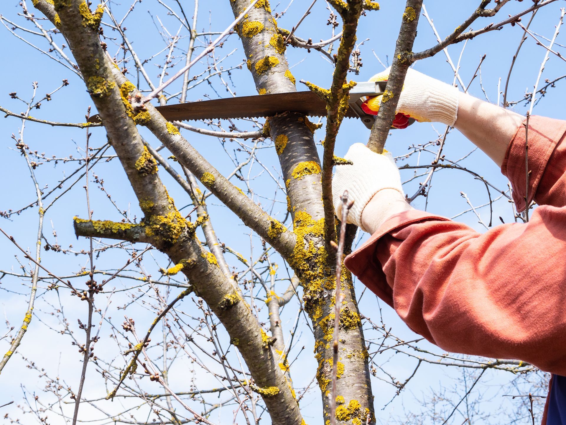 The gloved hands of an arborist prune the crown of an old tree.